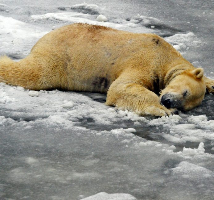 El calentamiento global supone una alta amenaza para los osos polares