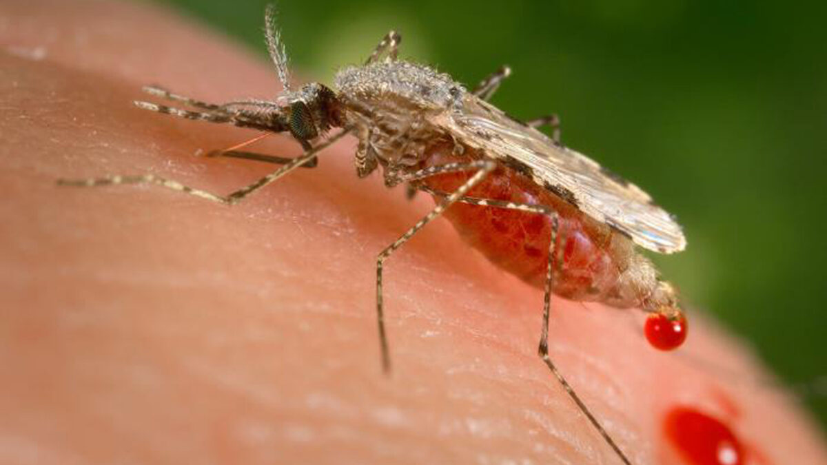 Un tratamiento contra la malaria falla por primera vez en Reino Unido