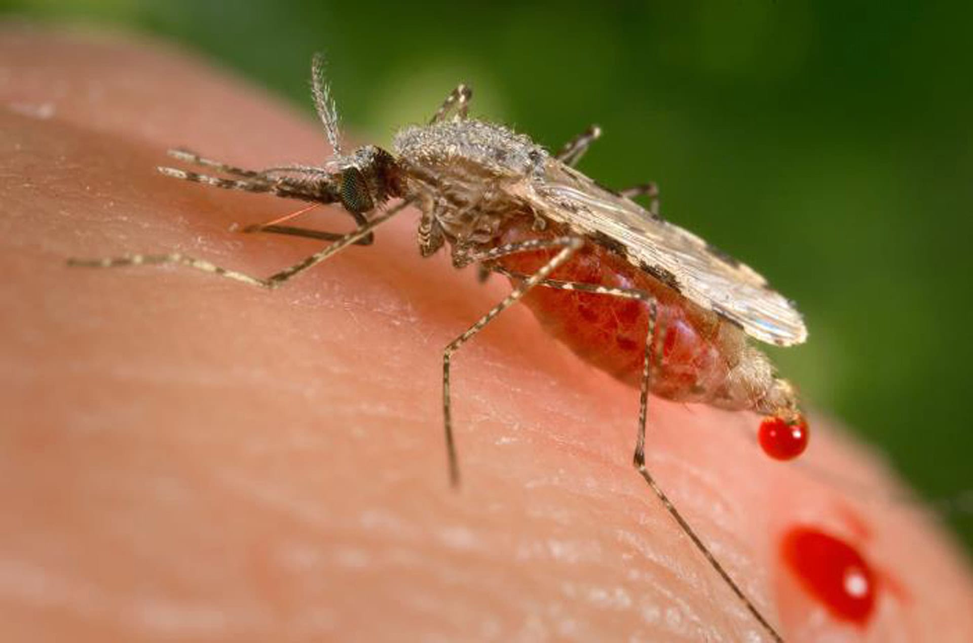 Un tratamiento contra la malaria falla por primera vez en Reino Unido