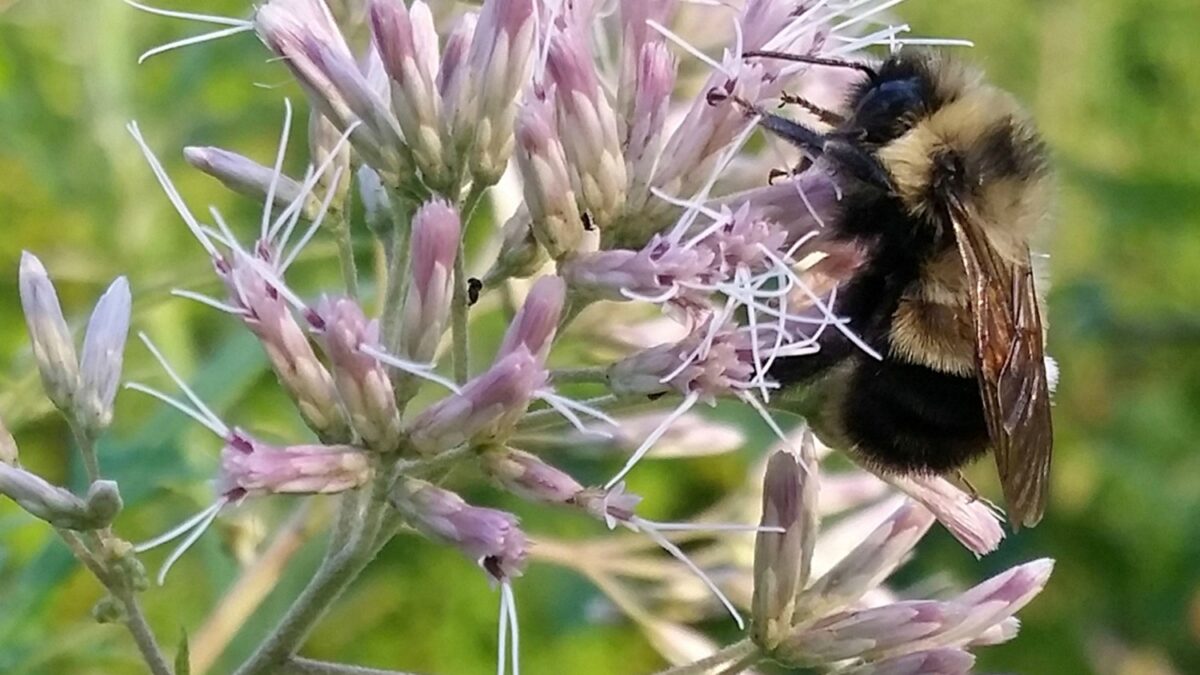 EEUU incluye por primera vez una abeja en la lista de especies en peligro