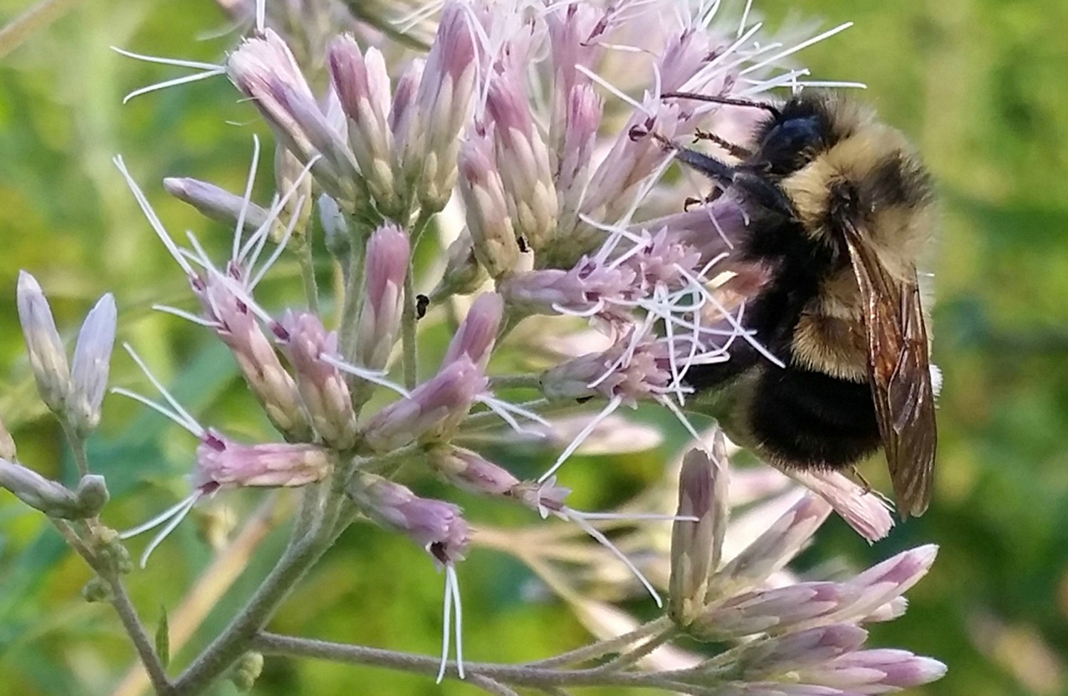 EEUU incluye por primera vez una abeja en la lista de especies en peligro