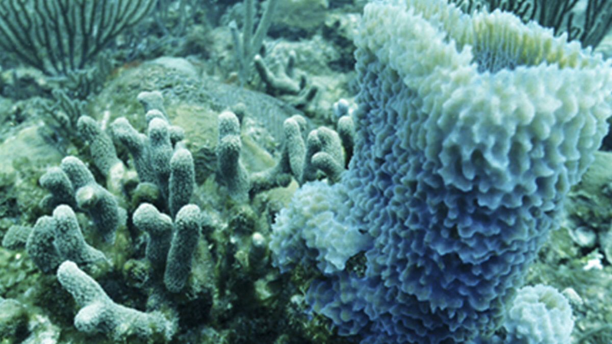 Muere el 75% del mayor arrecife de coral de Japón