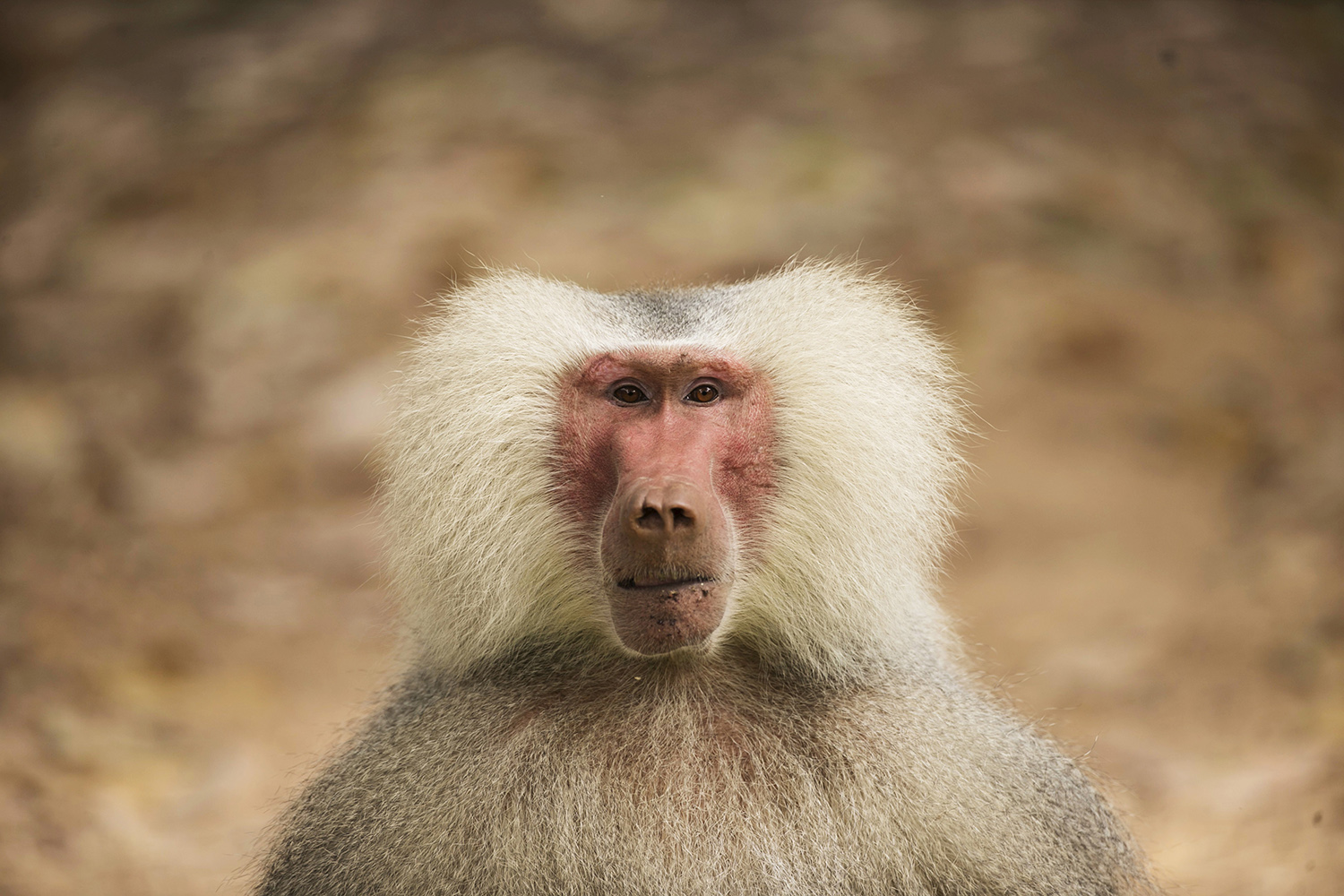 Descubren que los babuinos emiten cinco sonidos parecidos a las vocales humanas