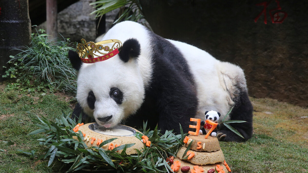 Basi, la panda más longeva del mundo en cautiverio, cumple 37 años