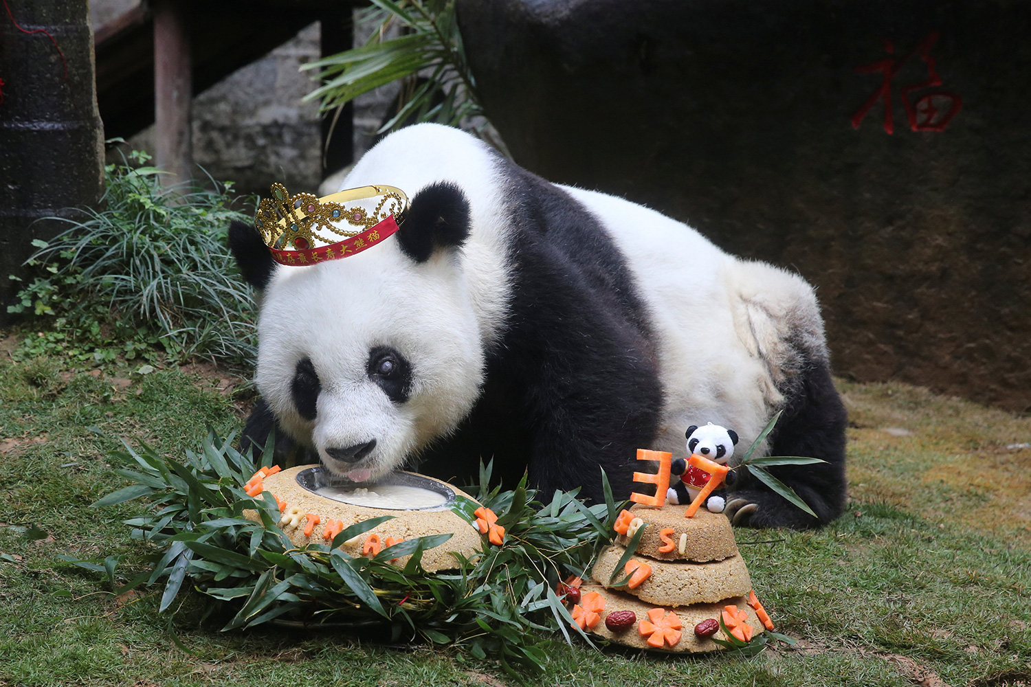 Basi, la panda más longeva del mundo en cautiverio, cumple 37 años