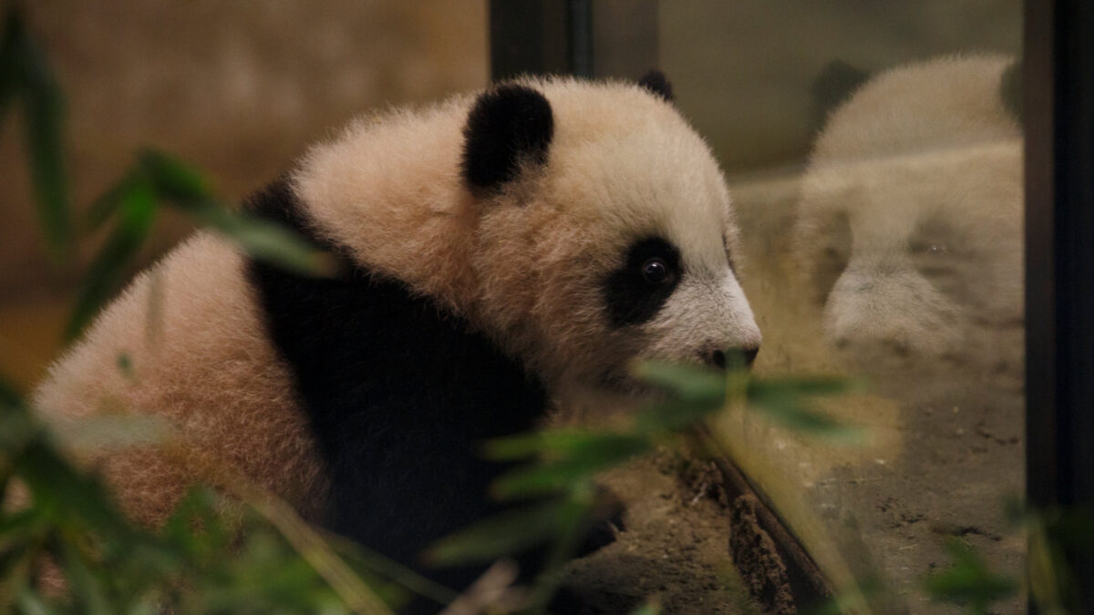 Chulina, la nueva ‘chulapa’ del zoo de Madrid