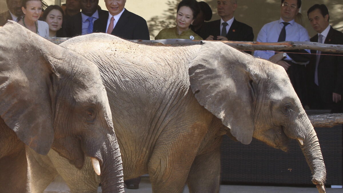 Zimbabue asegura que vende elefantes a China para favorecer su «conservación»