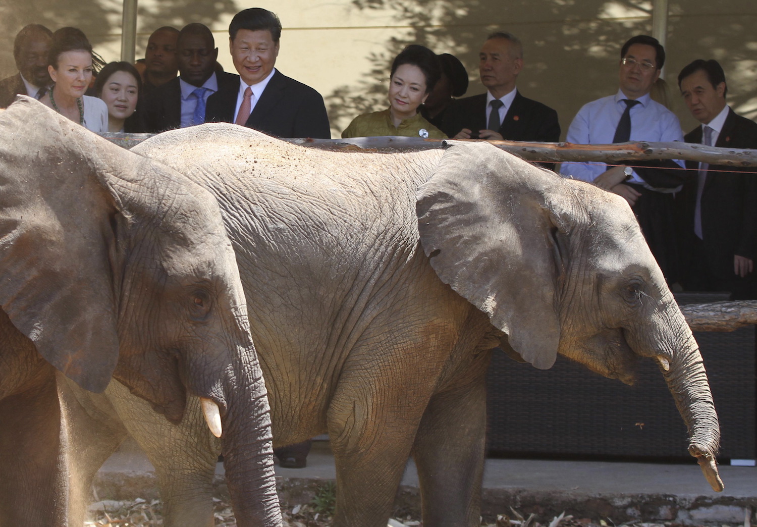 Zimbabue asegura que vende elefantes a China para favorecer su "conservación"