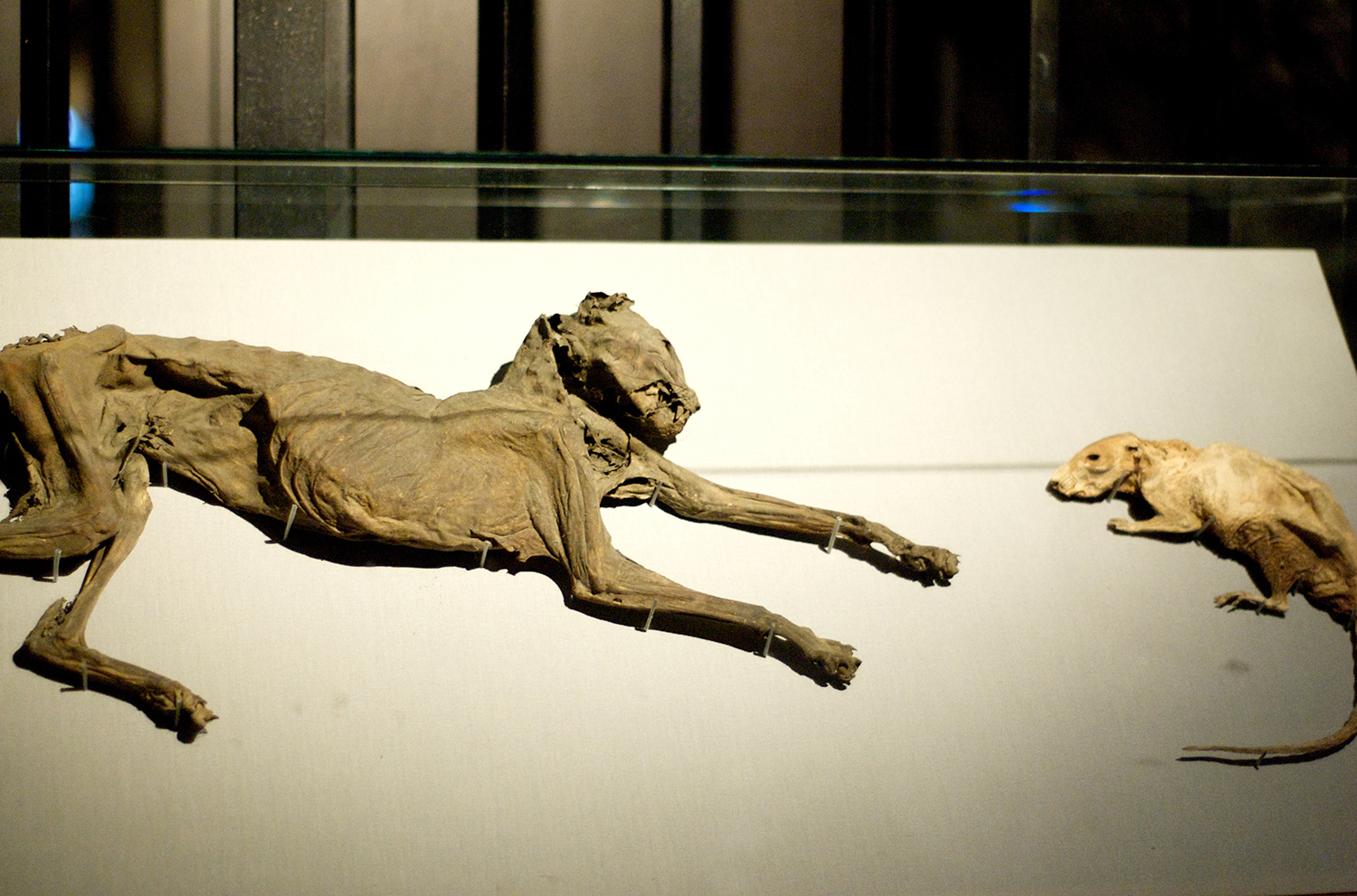 Estos animales son las momias más famosas de la cripta (Foto: Patrick Quinn-Graham/Flickr). 