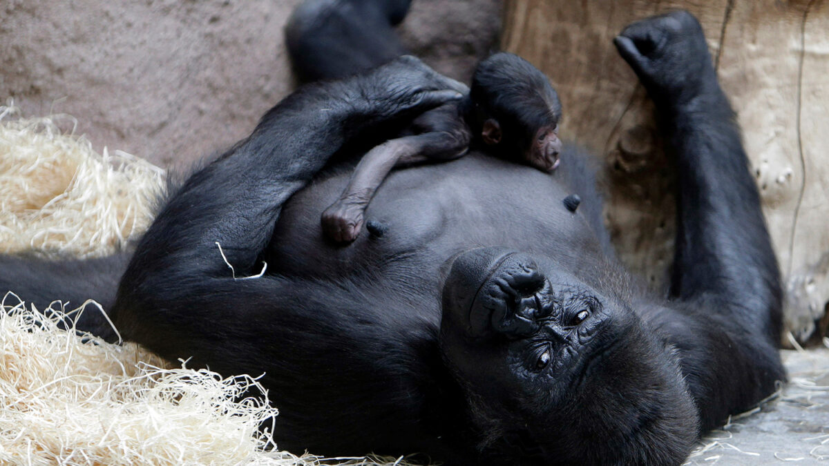 Monos y gorilas se enfrentan a una «extinción inminente»