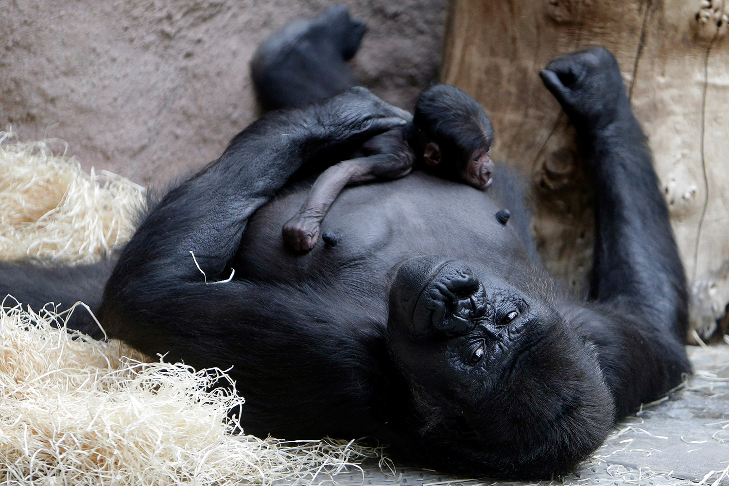 Monos y gorilas se enfrentan a una "extinción inminente"