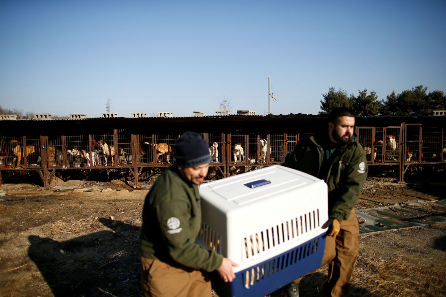 Rescatan a cientos de perros de una granja de canes en Corea del Sur