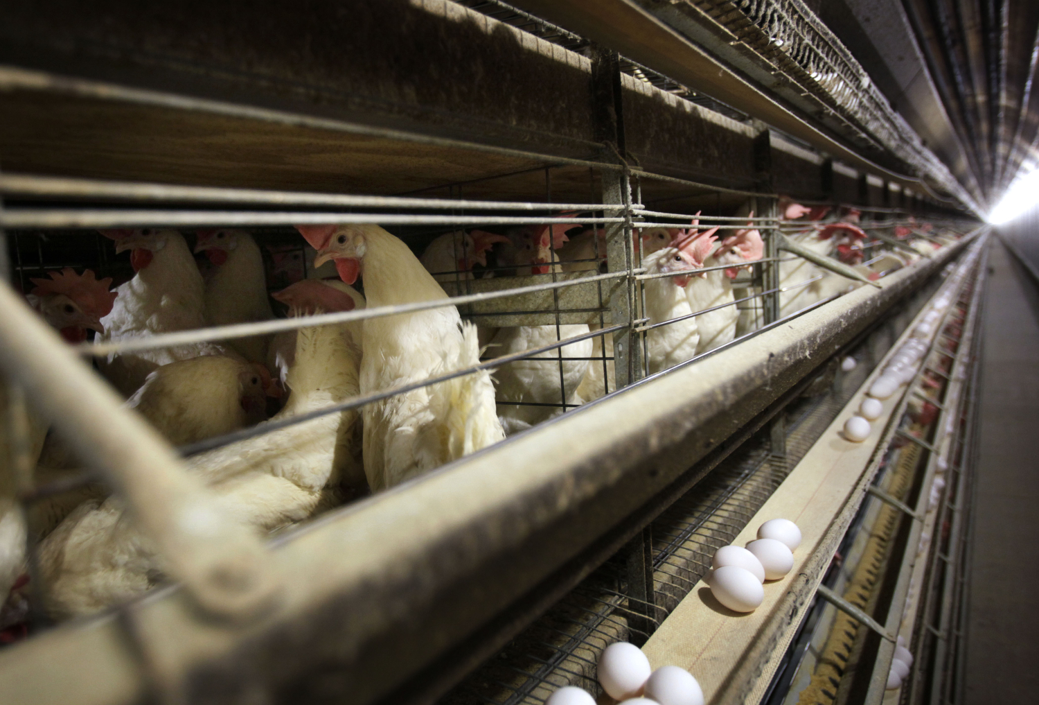 Supermercados franceses dejarán de vender huevos de gallinas enjauladas