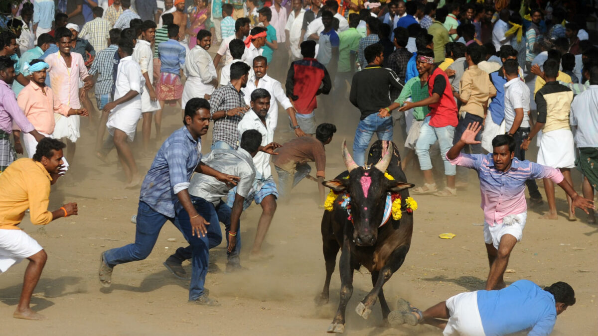 Protestas estallan en India por la prohibición de sus ‘Sanfermines’