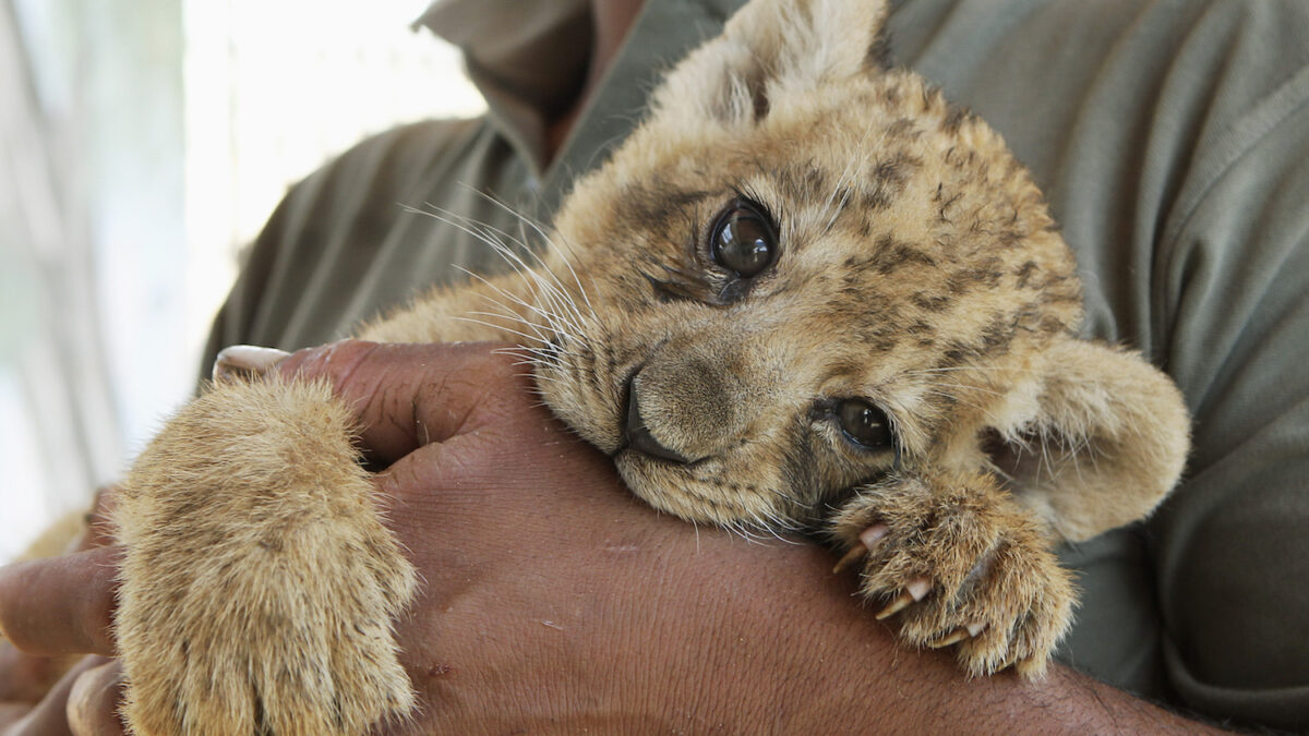 Emiratos Árabes prohíbe tener animales salvajes como mascotas