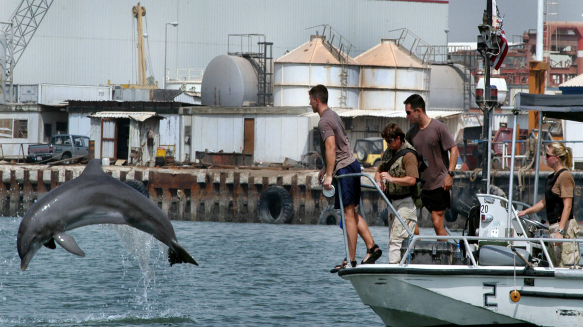 La Marina de EEUU entrena delfines para salvar vaquitas marinas