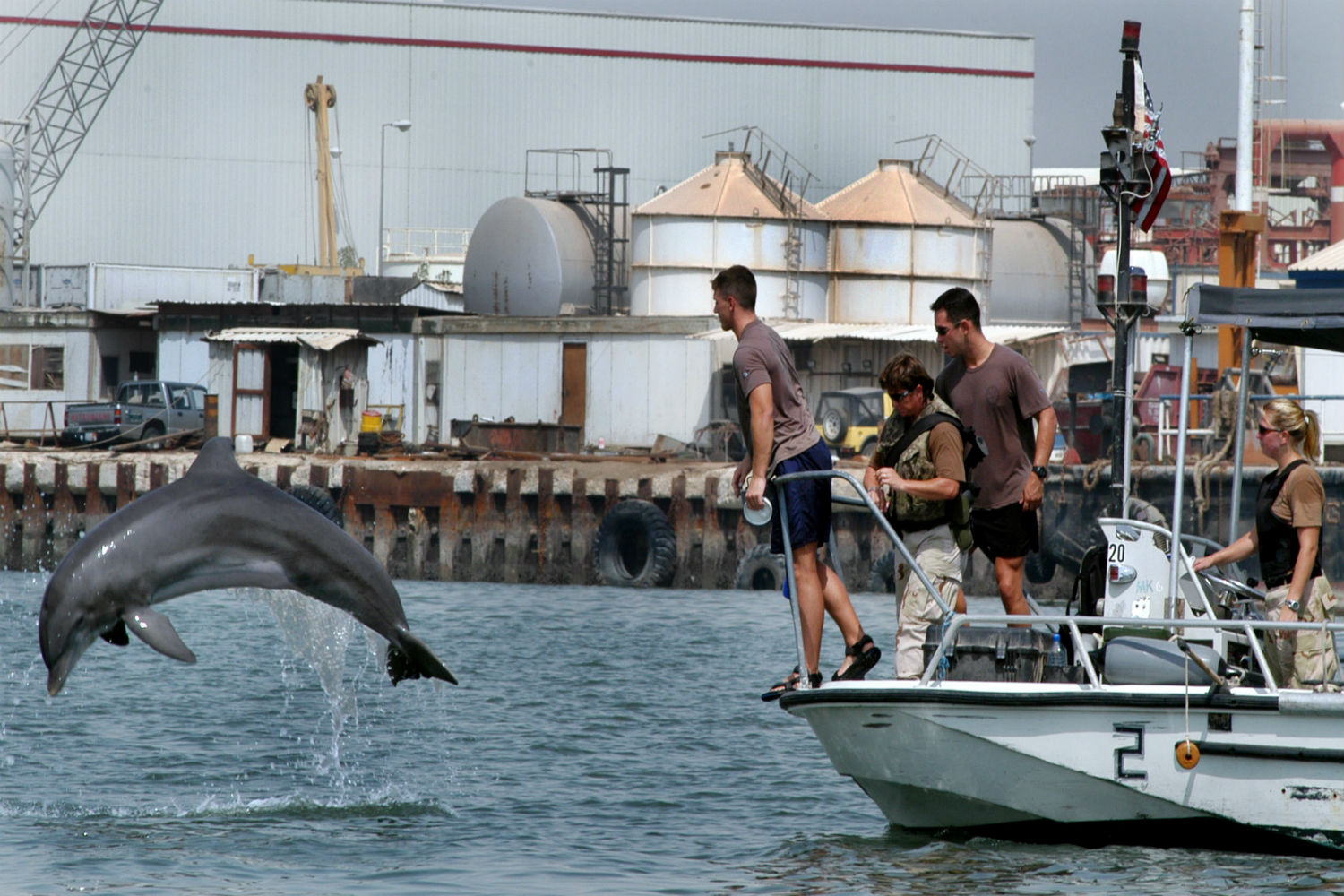 La Marina de EEUU entrena delfines para salvar vaquitas marinas