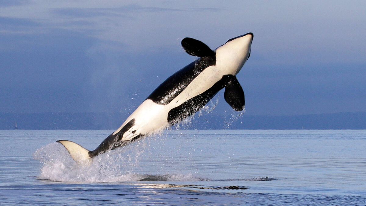 Muere ‘Granny’, la orca más vieja del mundo