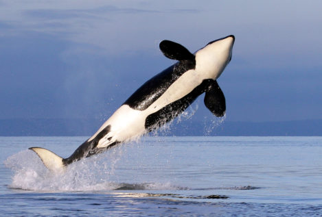 Muere ‘Granny’, la orca más vieja del mundo