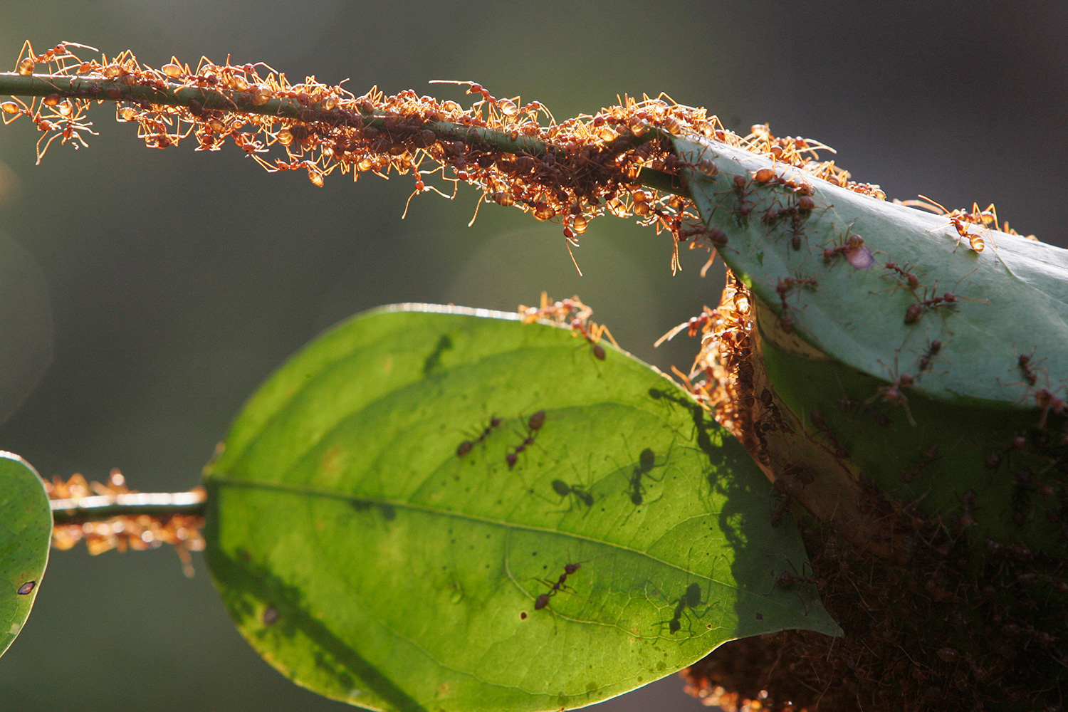 Hormigas venenosas acaban con la vida de una mujer que había sido atada a un palo