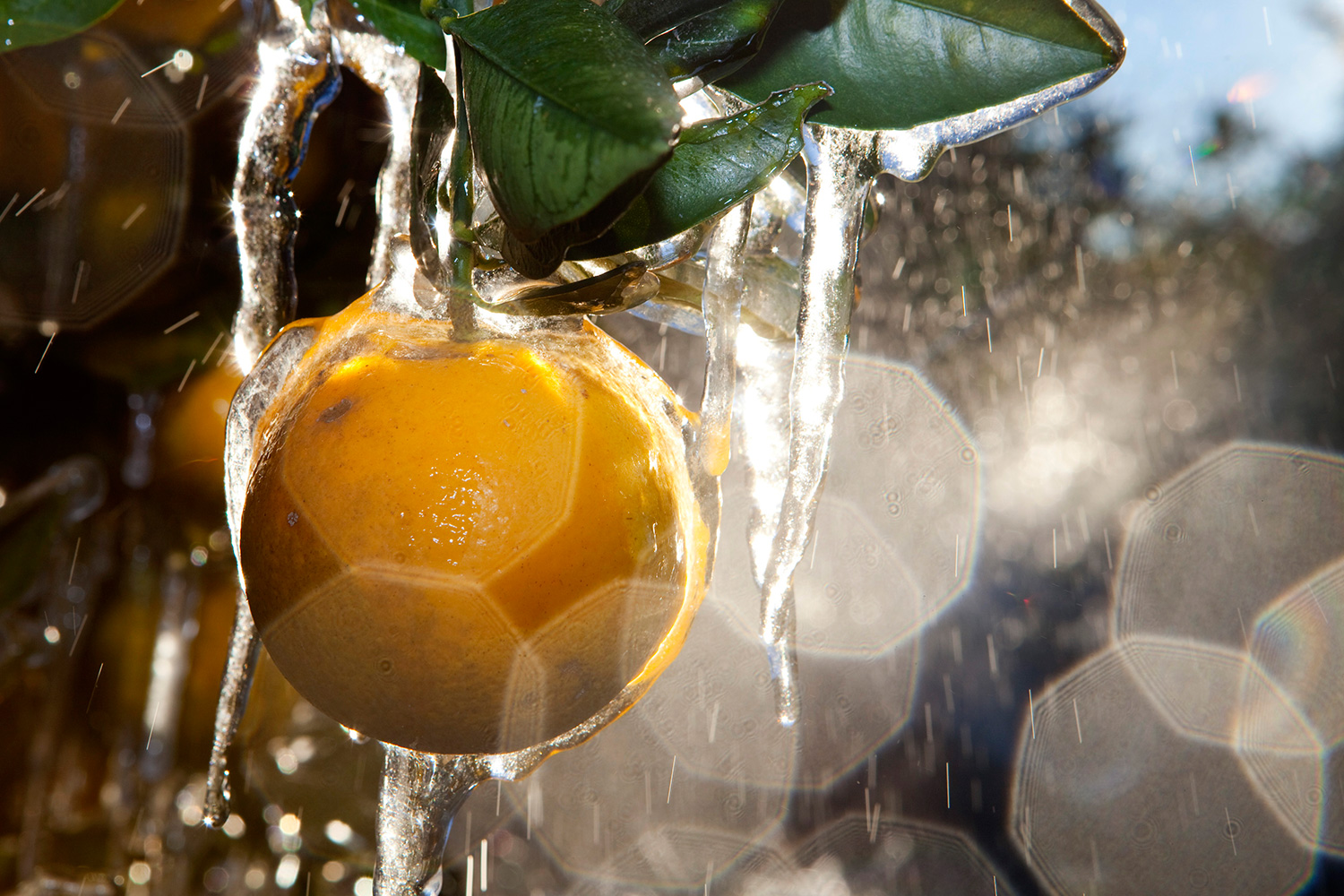 Una buena naranja te protegerá del frío. (Foto: Scott Audette / Reuters)