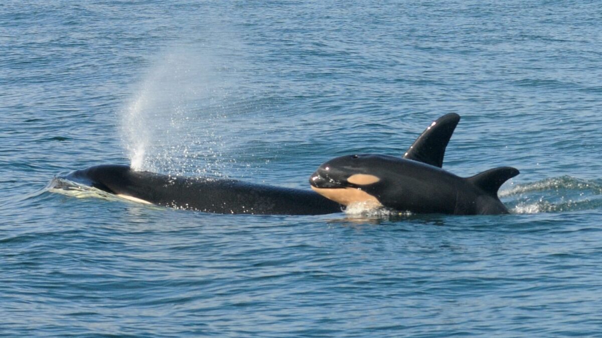 Más de 80 orcas murieron en la costa sur de Florida