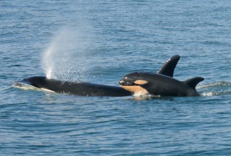 Más de 80 orcas murieron en la costa sur de Florida