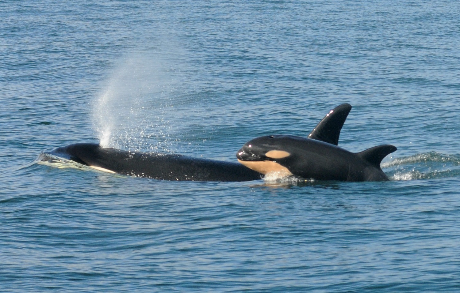 La competencia entre orcas madres e hijas explicaría su menopausia