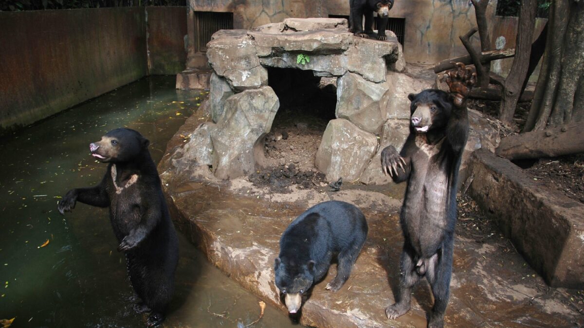 Este zoo tiene a osos esqueléticos suplicando comida a los visitantes