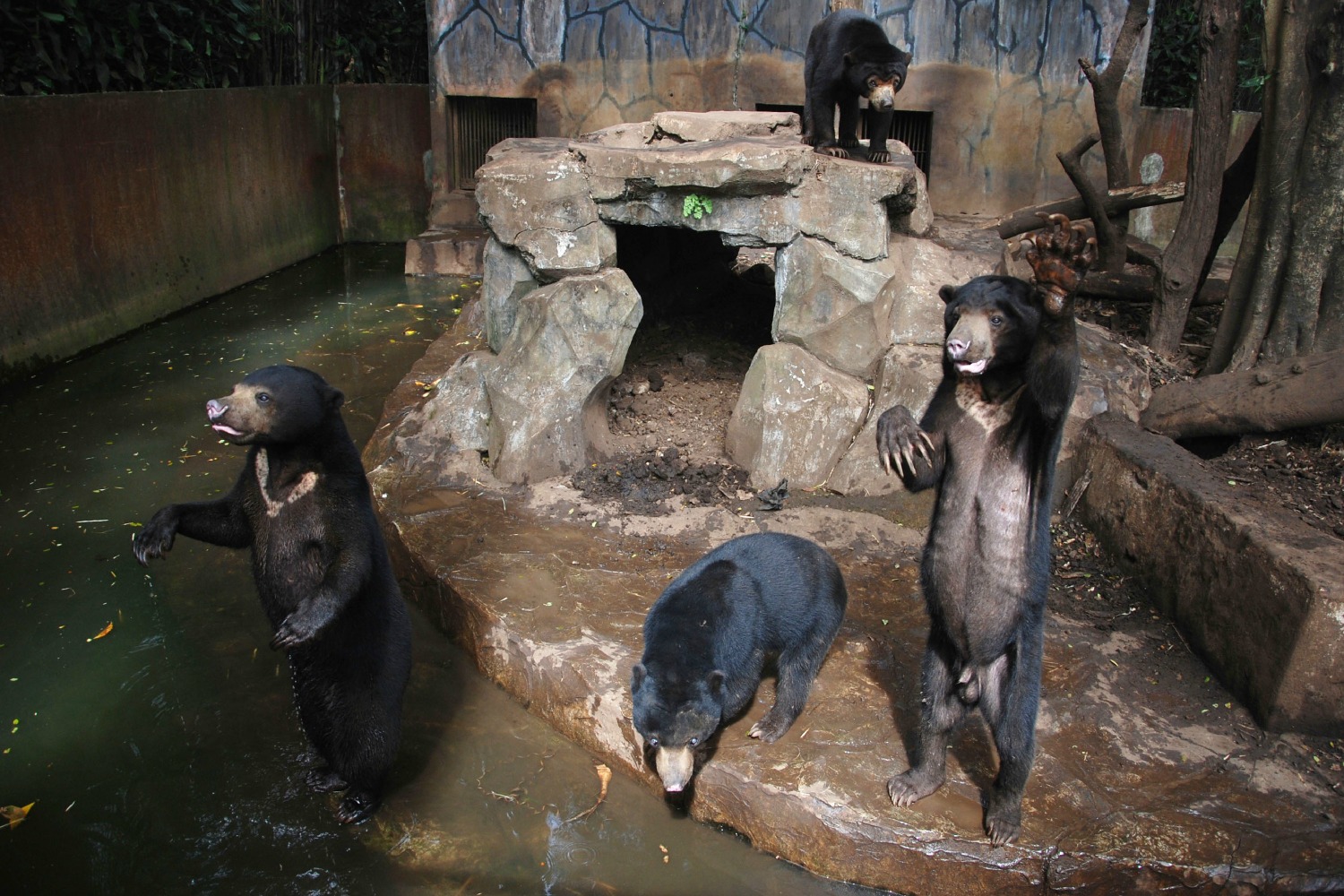 Este zoo tiene a osos esqueléticos suplicando comida a los visitantes