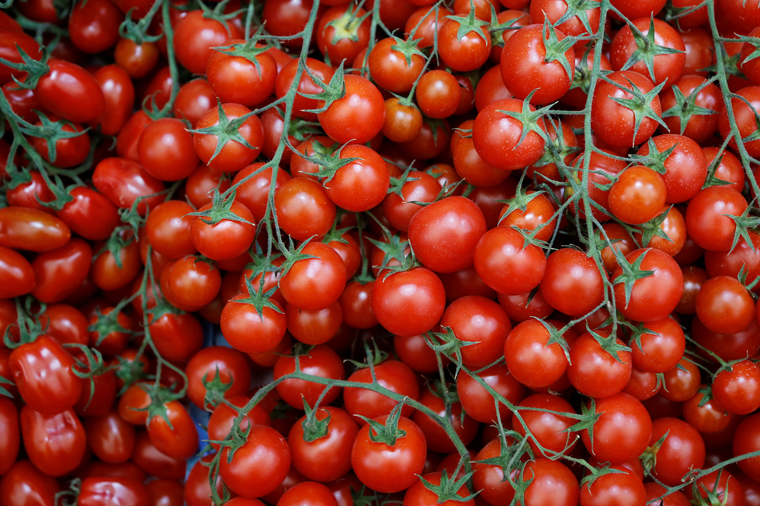 El poder antioxidante del tomate será tu mayor aliado en este invierno. (Foto: Leonhard Foeger / Reuters)