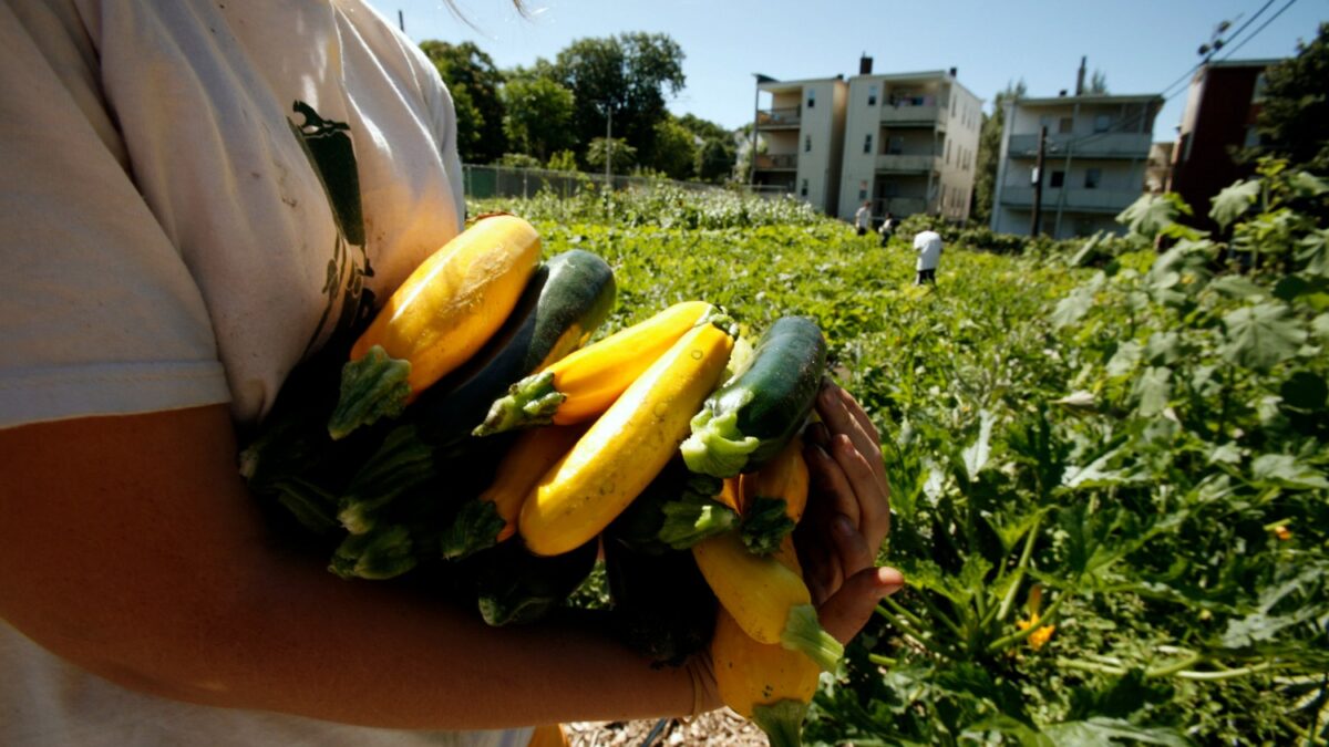 La ola de frío en Europa está dejando sin calabacines a los británicos