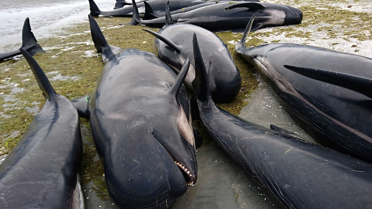 Más de 400 ballenas mueren en una playa de Nueva Zelanda