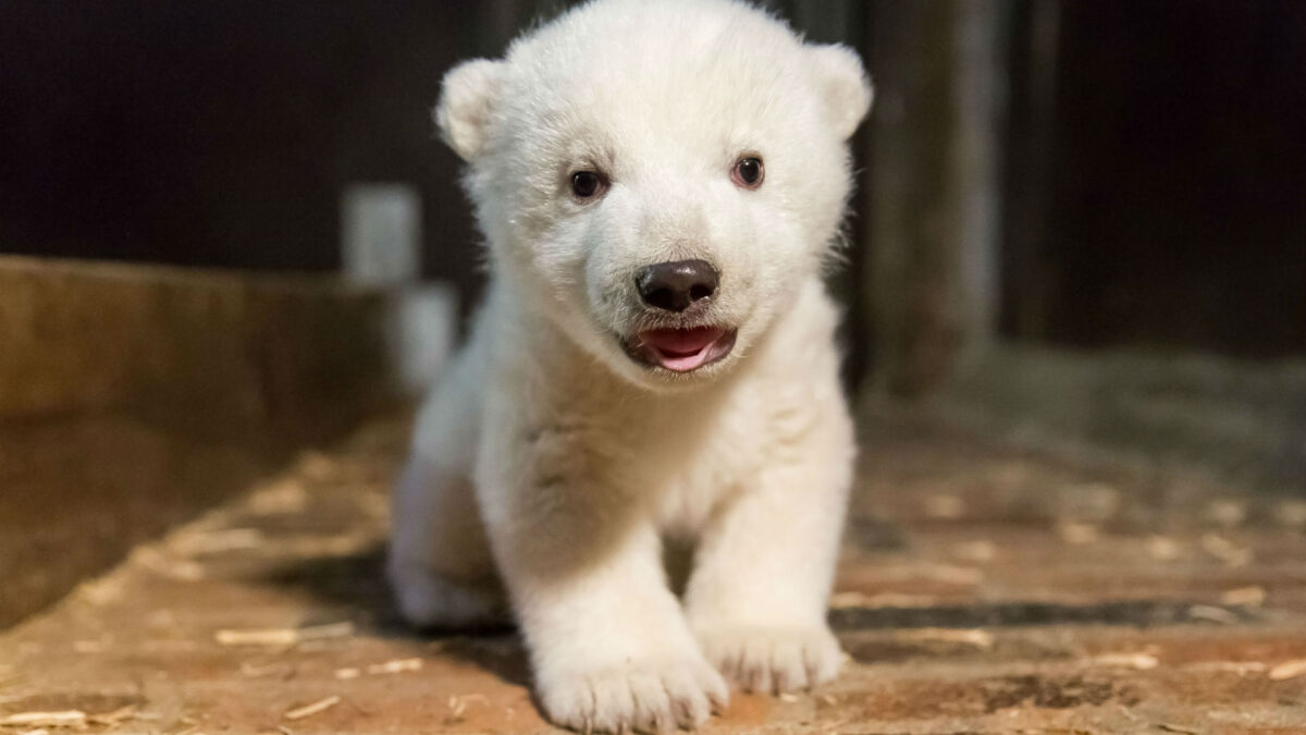 Fritz, un cachorro de oso polar, ya es la nueva mascota de Berlín