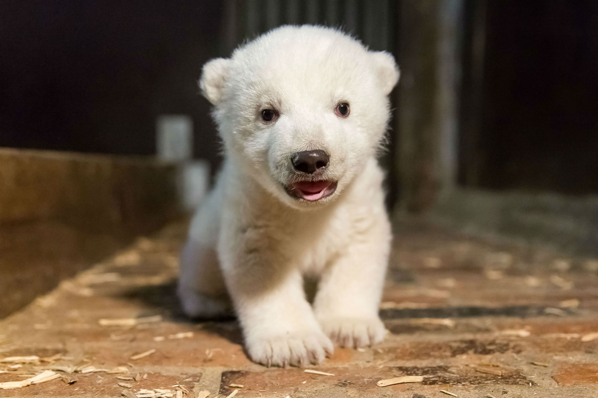 Fritz, un cachorro de oso polar, ya es la nueva mascota de Berlín