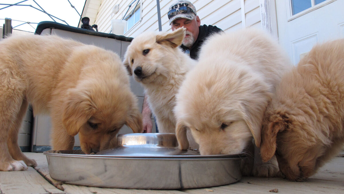 Encuentran una droga para la eutanasia en una marca de comida para perros