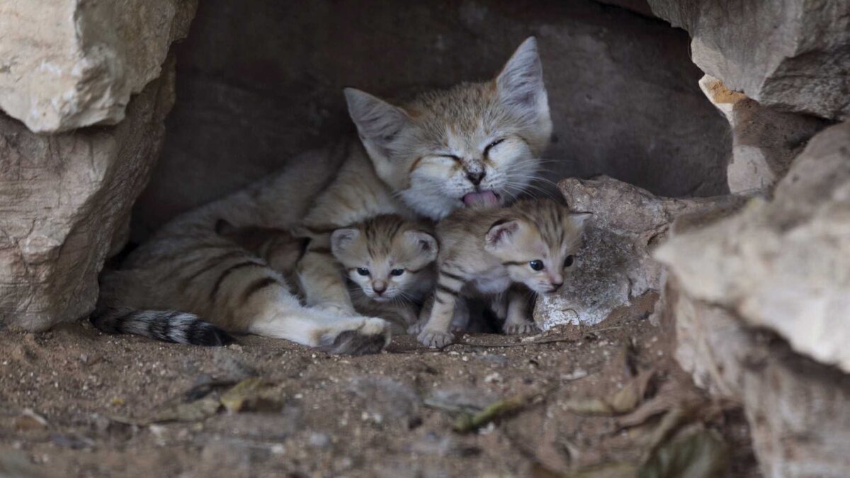 Un libro escolar indio propone ahogar gatos como experimento científico