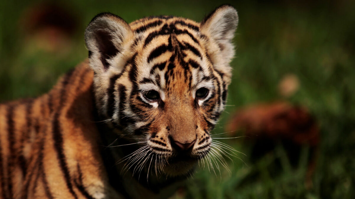 Un zoológico de El Salvador exhibirá a cuatro cachorros de tigres de Bengala