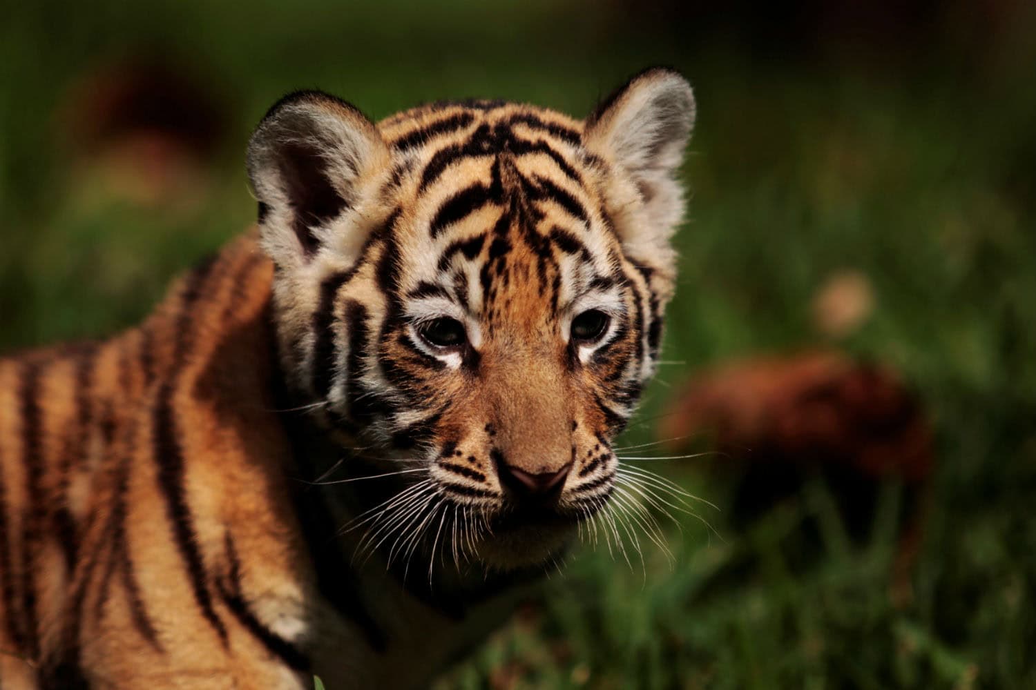 Un zoológico de El Salvador exhibirá a cuatro cachorros de tigres de Bengala