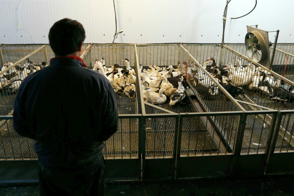 Francia sacrificará 600.000 patos para frenar la gripe aviar