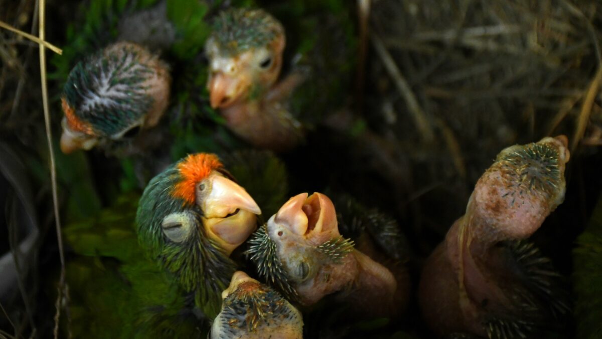 Un refugio animal contra la caza furtiva