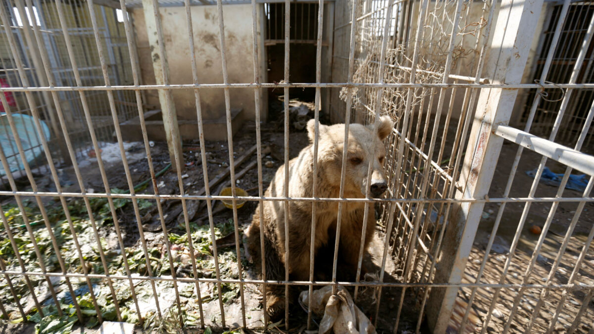 Un león y un oso, los dos únicos supervivientes en un zoo de Mosul