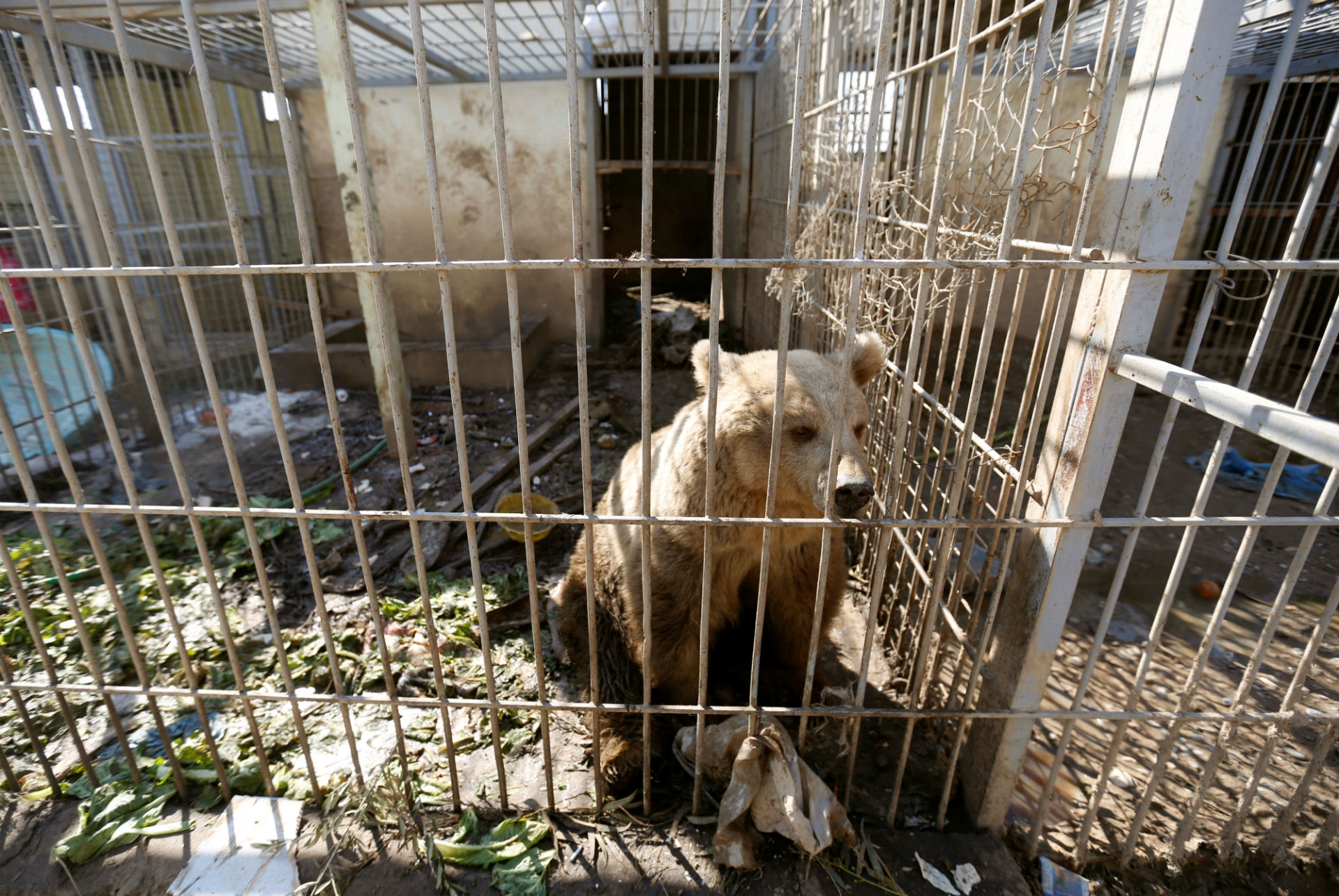 Un león y un oso, los dos únicos supervivientes en un zoo de Mosul