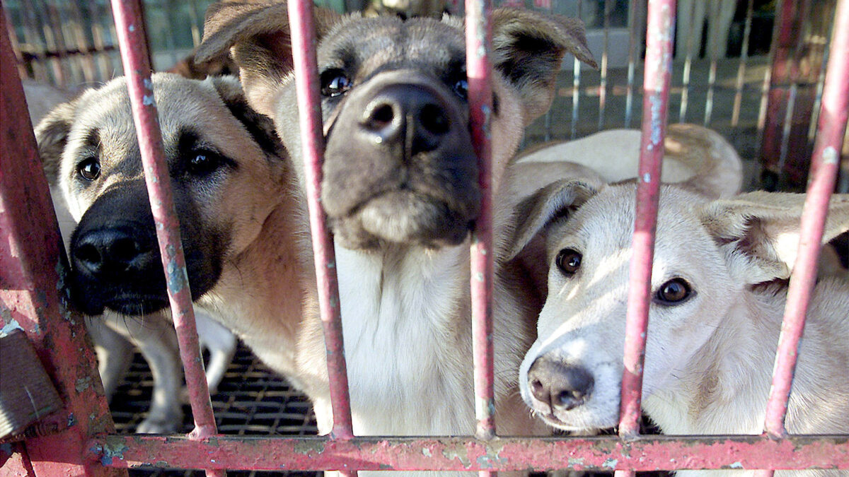 Corea del Sur cierra su mayor mercado de carne de perro de cara a los Juegos Olímpico