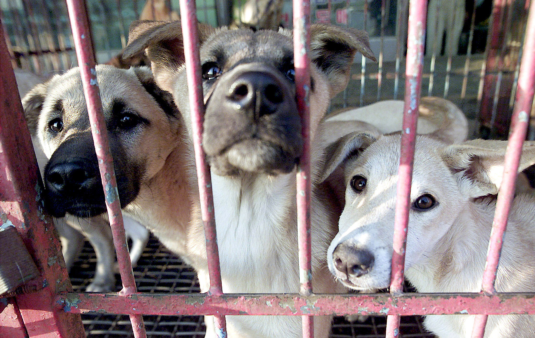 Corea del Sur cierra su mayor mercado de carne de perro de cara a los Juegos Olímpico