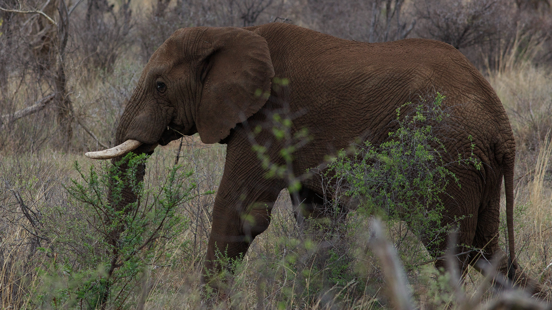 Cazadores furtivos matan a Satao II, el elefante emblemático de Kenia