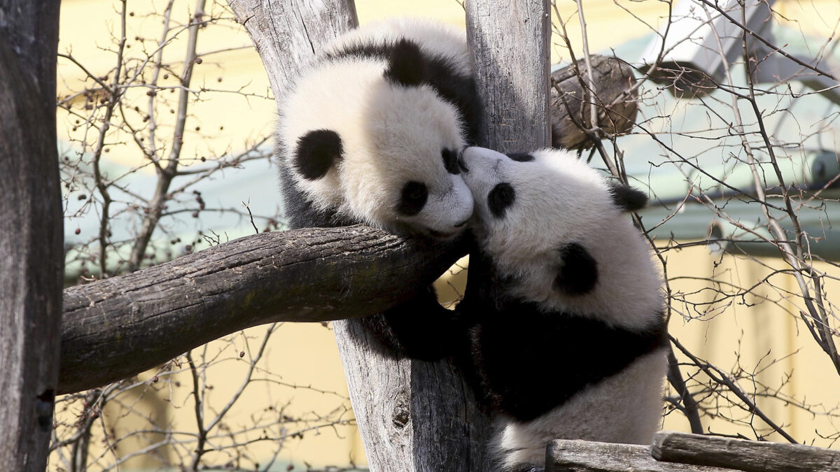 China planea abrir una gran reserva para osos panda gigantes