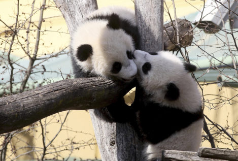China planea abrir una gran reserva para osos panda gigantes