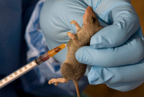 La Universidad de Rotterdam desarrolla una terapia que revierte el envejecimiento en ratones