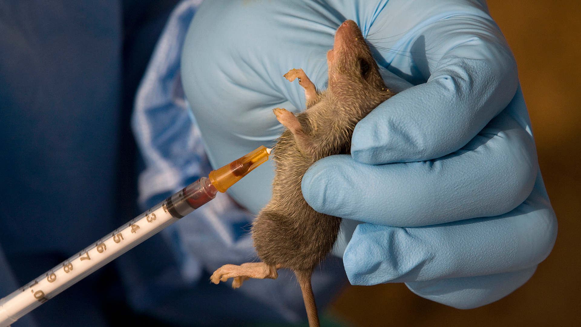 La Universidad de Rotterdam desarrolla una terapia que revierte el envejecimiento en ratones